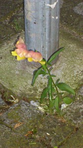 kleine Kämpferin 1